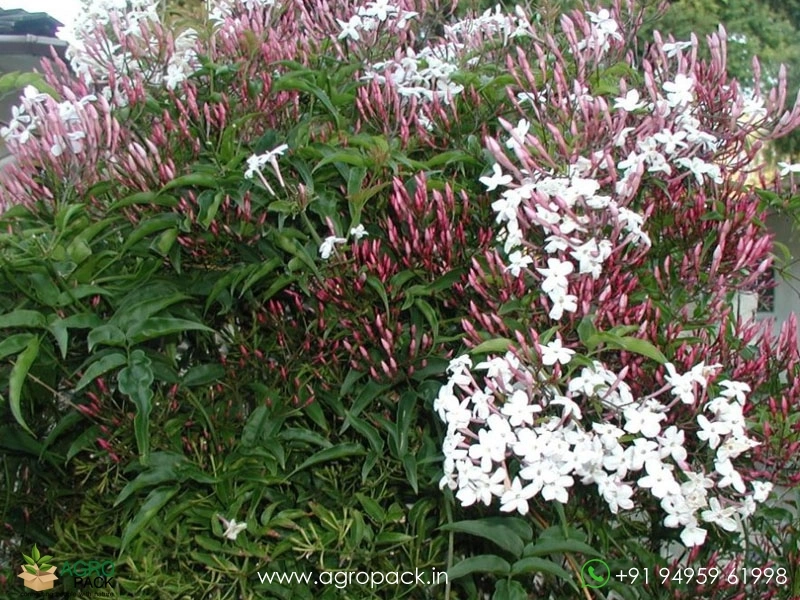Jasminum-Polyanthum4