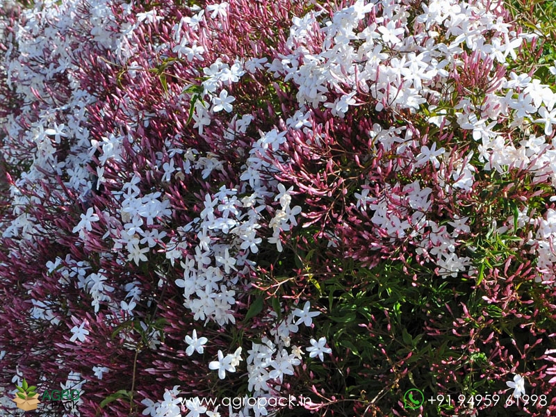 Jasminum-Polyanthum5