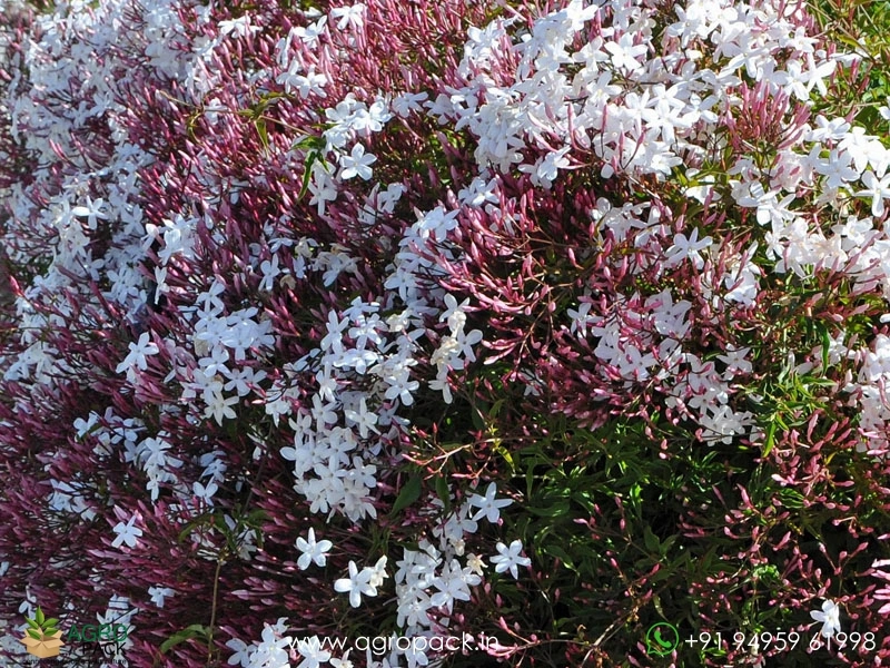 Jasminum-Polyanthum5