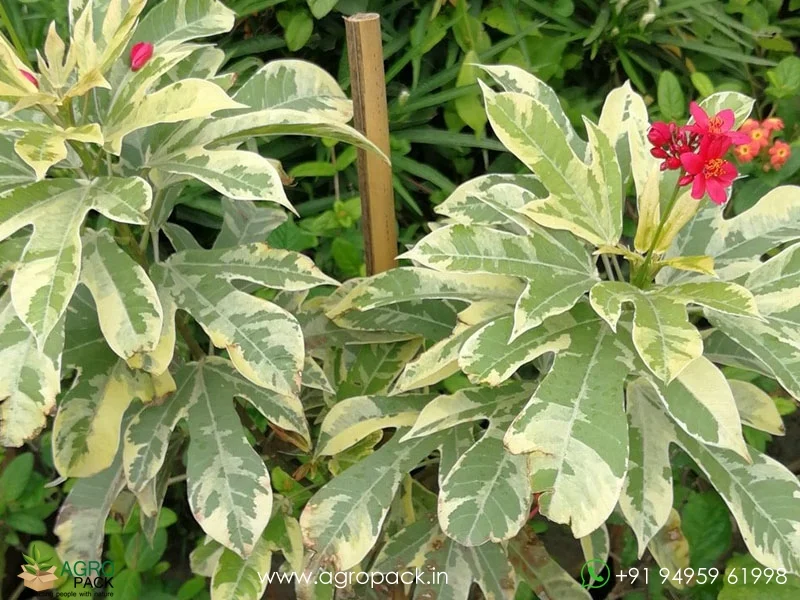 Jatropha-Red-Variegated1