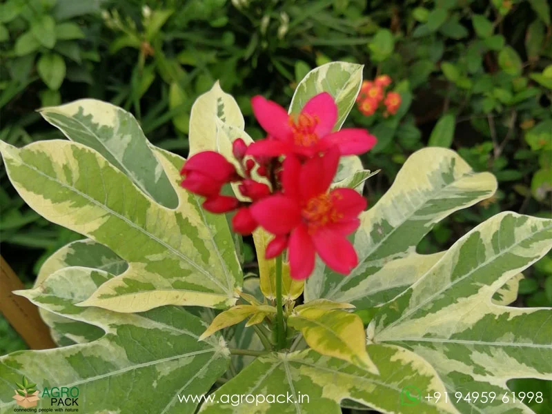 Jatropha-Red-Variegated2