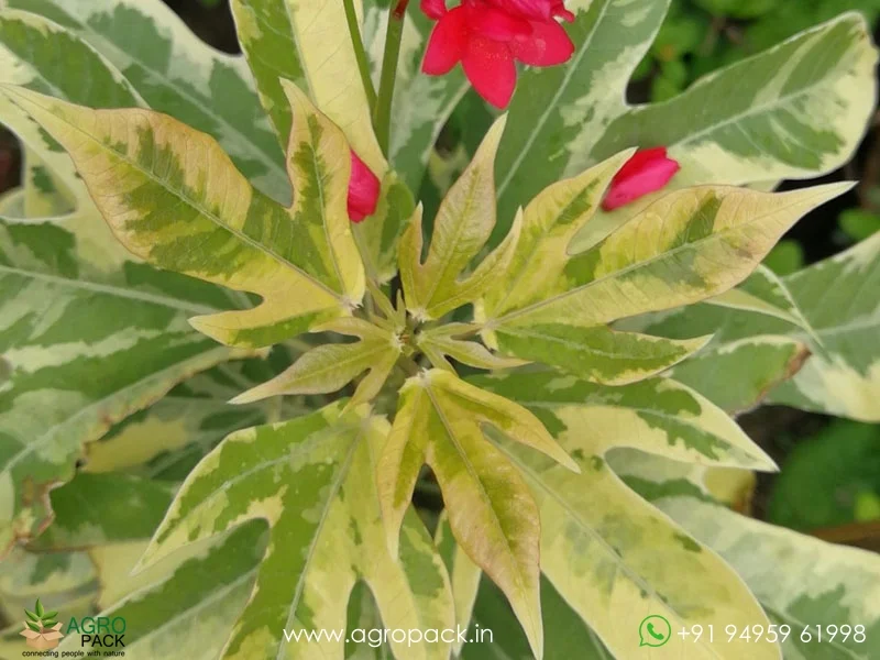 Jatropha-Red-Variegated3