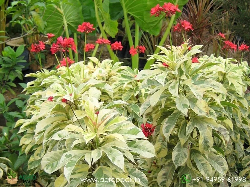 Jatropha-Red-Variegated4