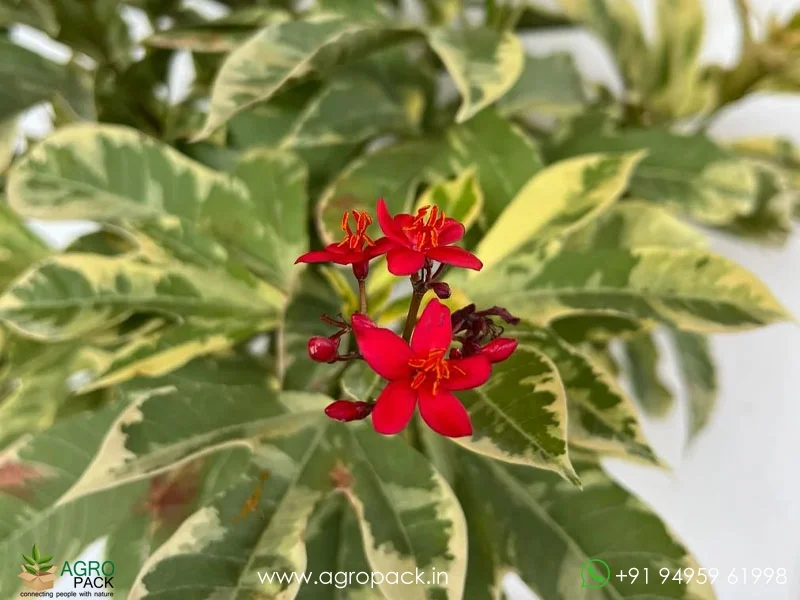 Jatropha-Red-Variegated5