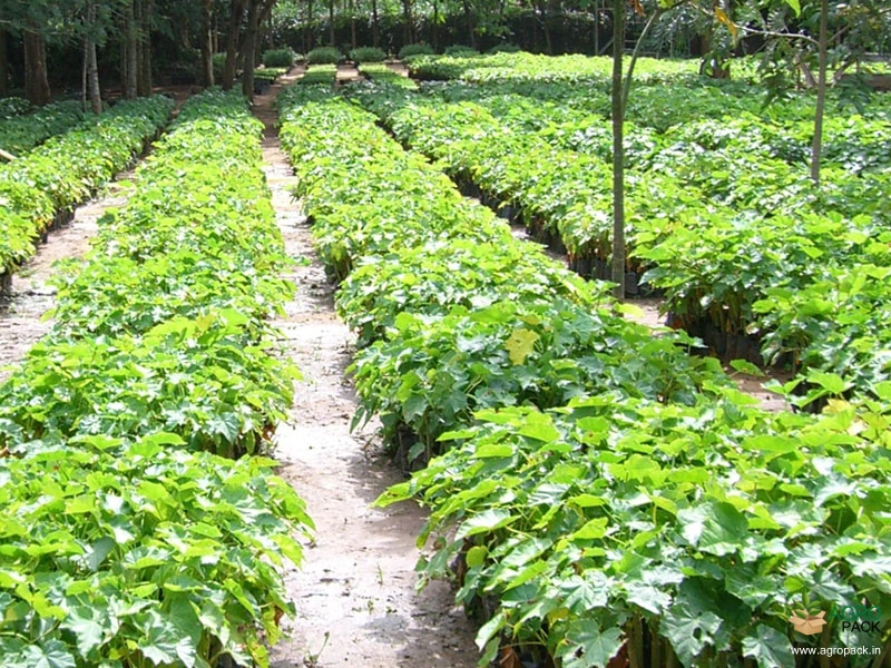 Jatropha1