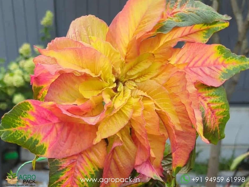 Josephs-Coat-Amaranthus-Tricolor1
