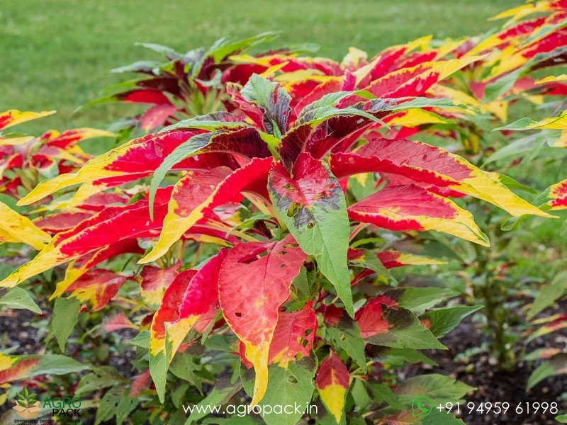 Josephs-Coat-Amaranthus-Tricolor2