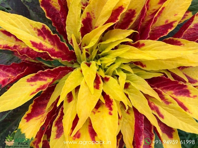 Josephs-Coat-Amaranthus-Tricolor3