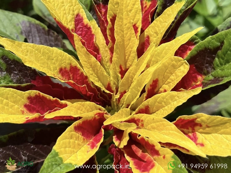 Josephs-Coat-Amaranthus-Tricolor4