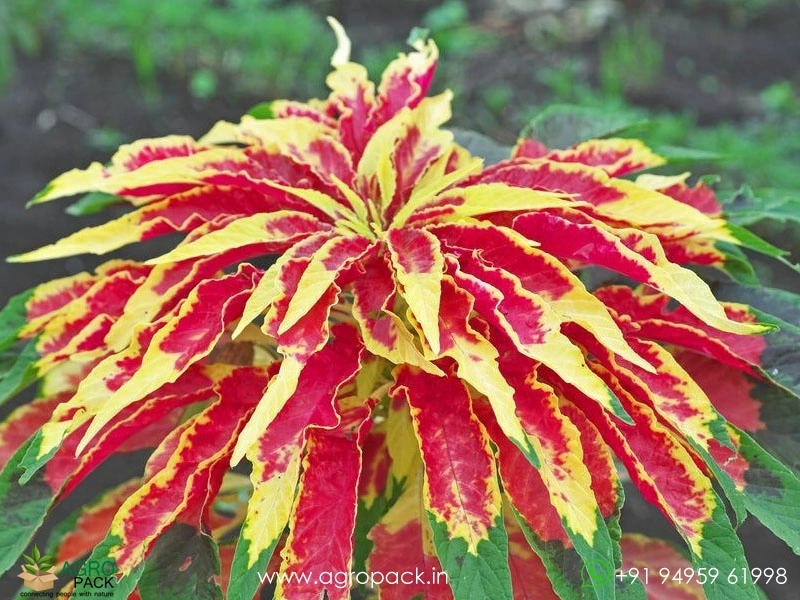 Josephs-Coat-Amaranthus-Tricolor5