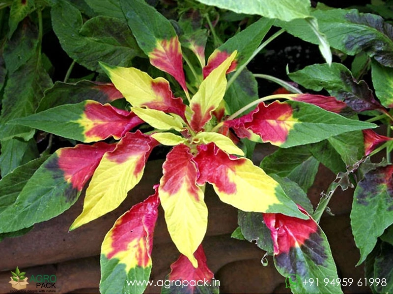 Josephs-Coat-Amaranthus-Tricolor6