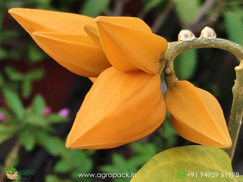 Juanulloa-mexicana-Gold-Finger4