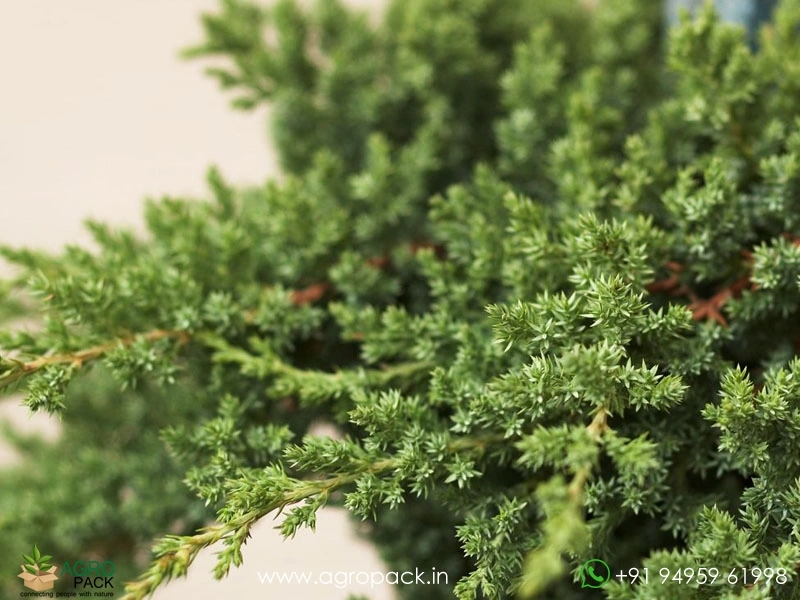 Juniper1