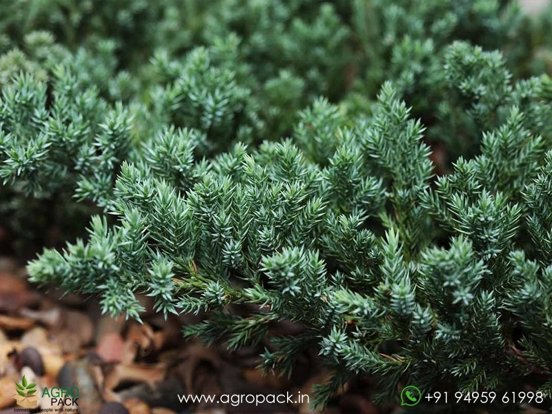 Juniper2