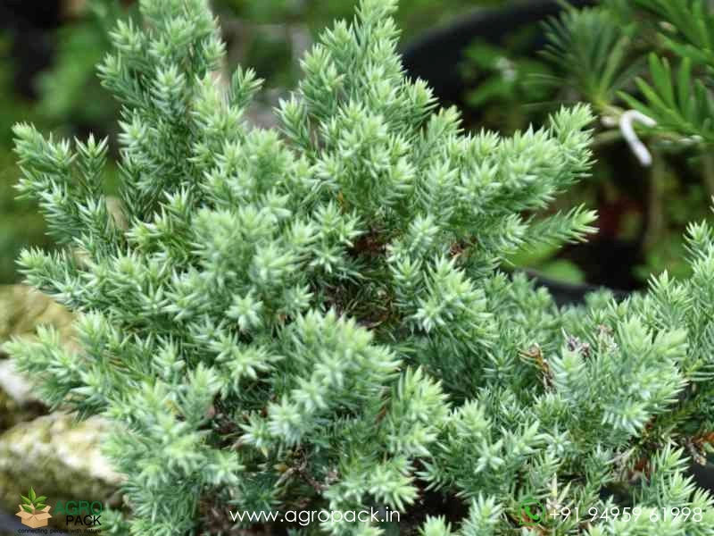 Juniper5