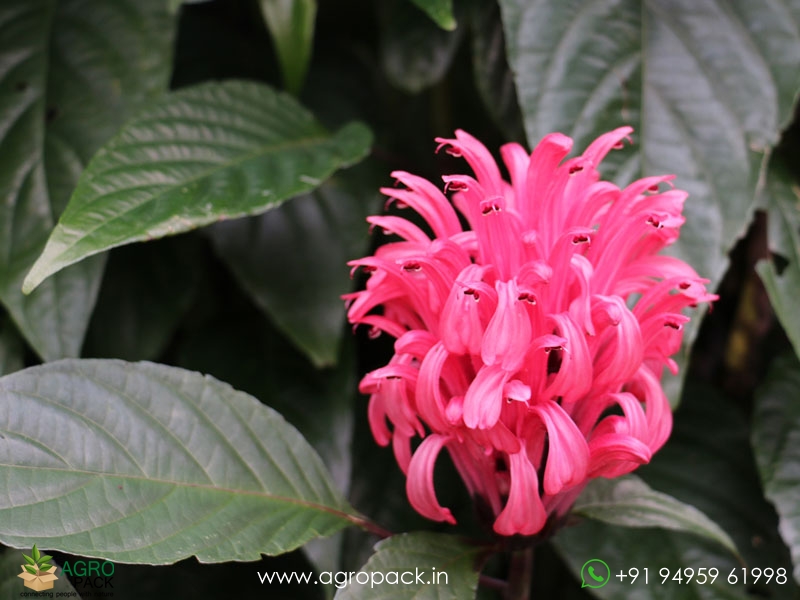 Justicia-Carnea4