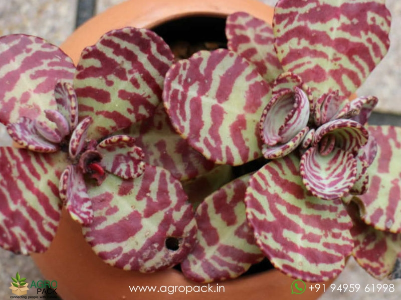 Kalanchoe-Humilis2
