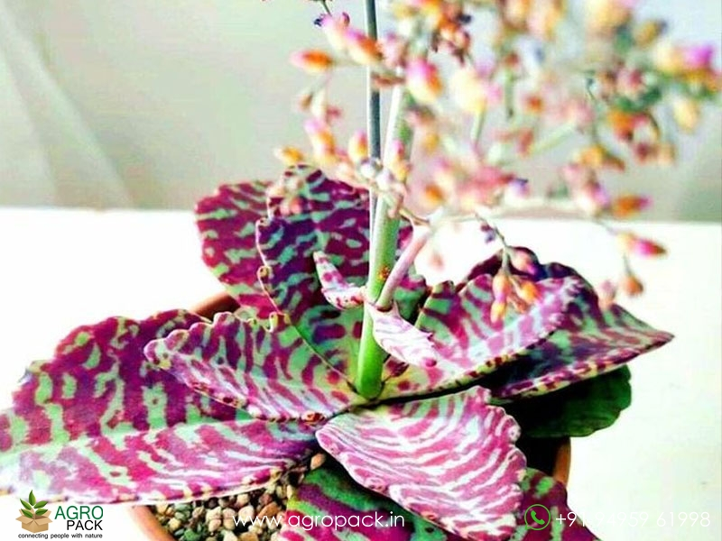 Kalanchoe-Humilis5