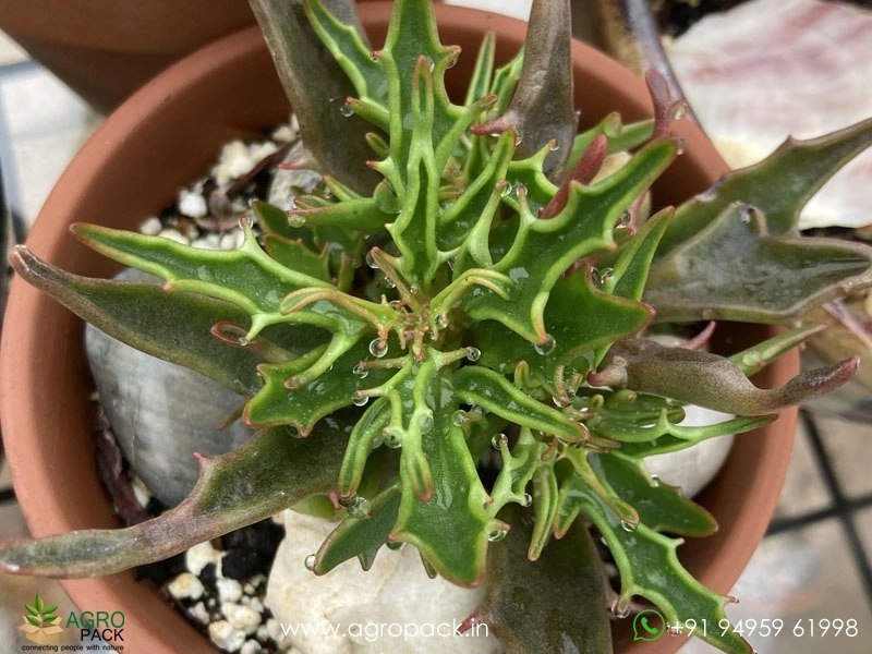 Kalanchoe-tarantula-Succulent3