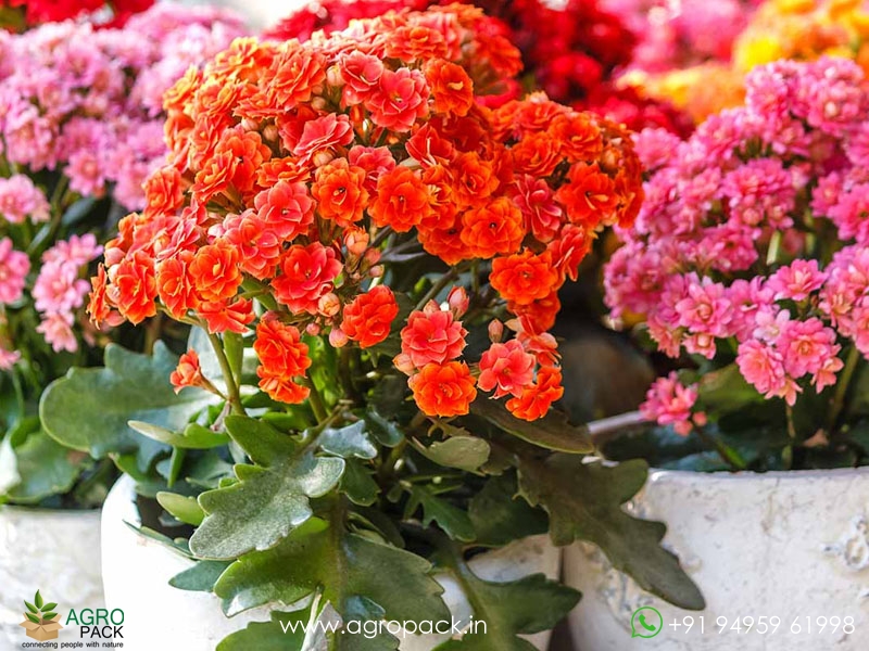 Kalanchoe1