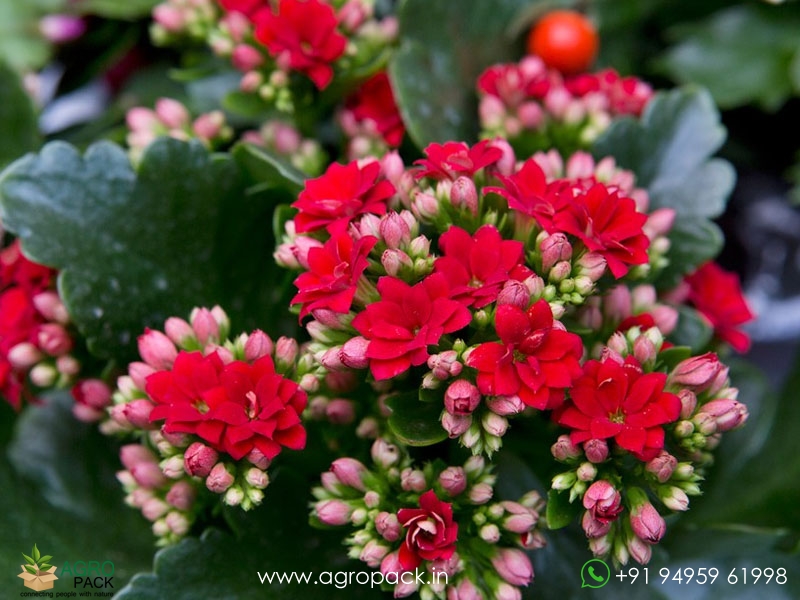 Kalanchoe2