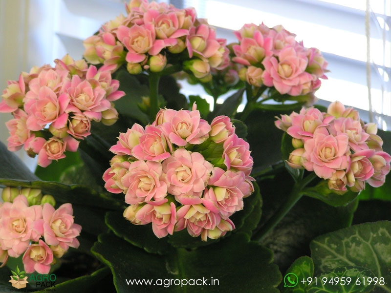 Kalanchoe3
