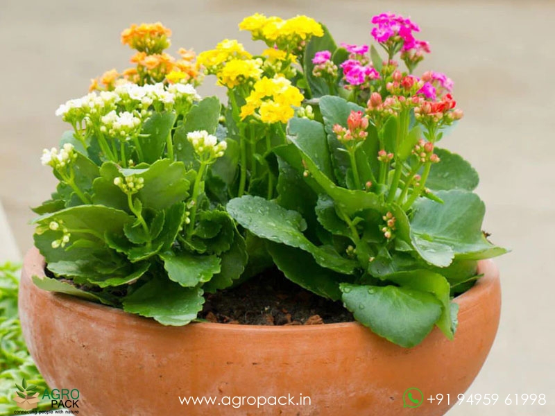 Kalanchoe4