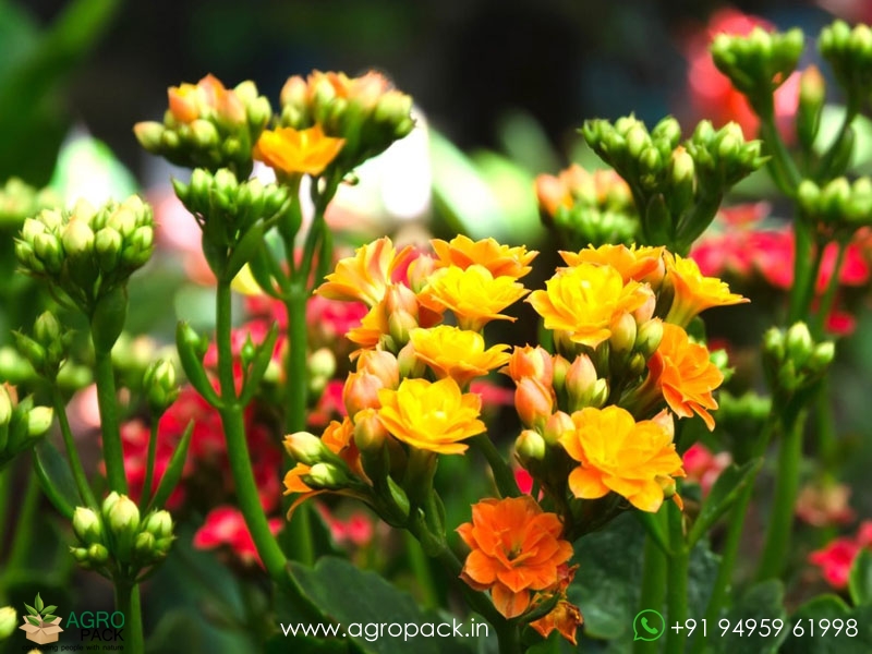 Kalanchoe5