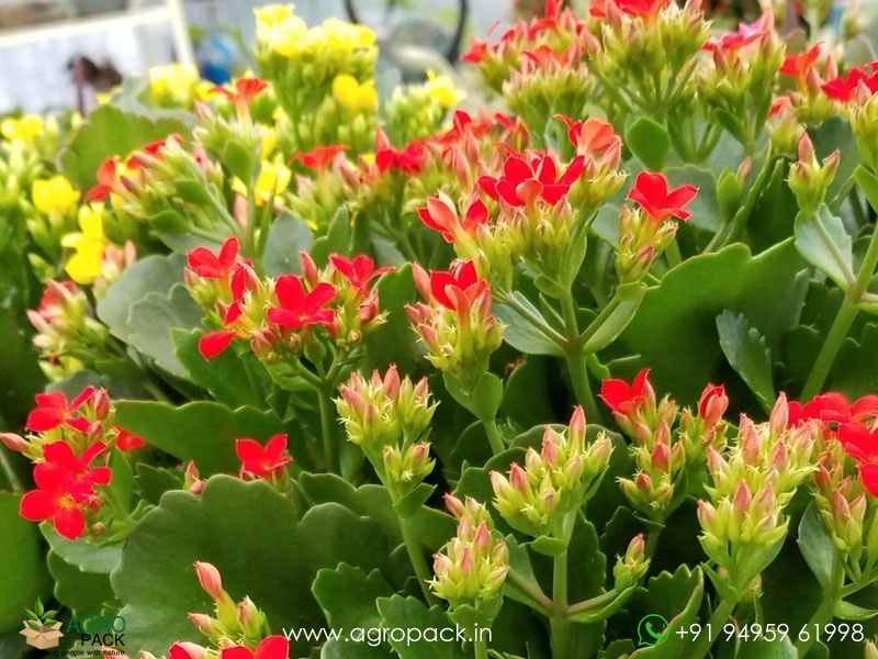 Kalanchoe6