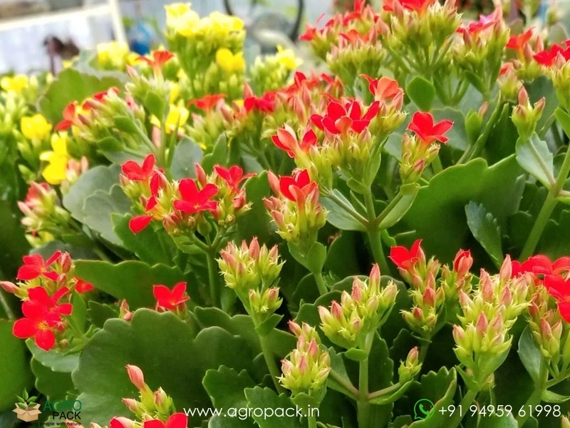 Kalanchoe6