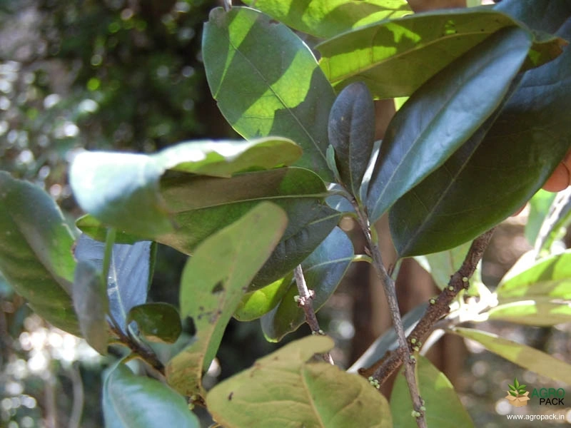 Karimaram2