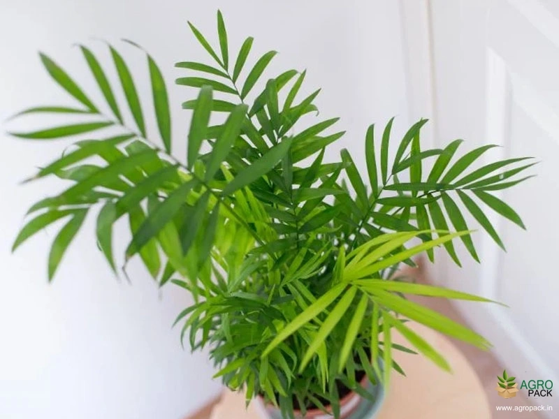 King Faux Palm Tree Plant For Sale In India | Online plant nursery