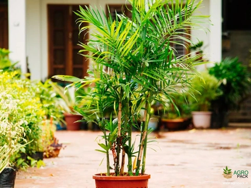monstera deliciosa fruit for sale Monstera Deliciosa (PRE-SALE)(HARVEST BEGINS IN JULY) – JamyMango