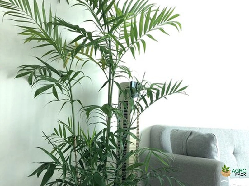 philodendron hederaceum lemon lime Philodendron hederaceum 'Lemon Lime' 12cm