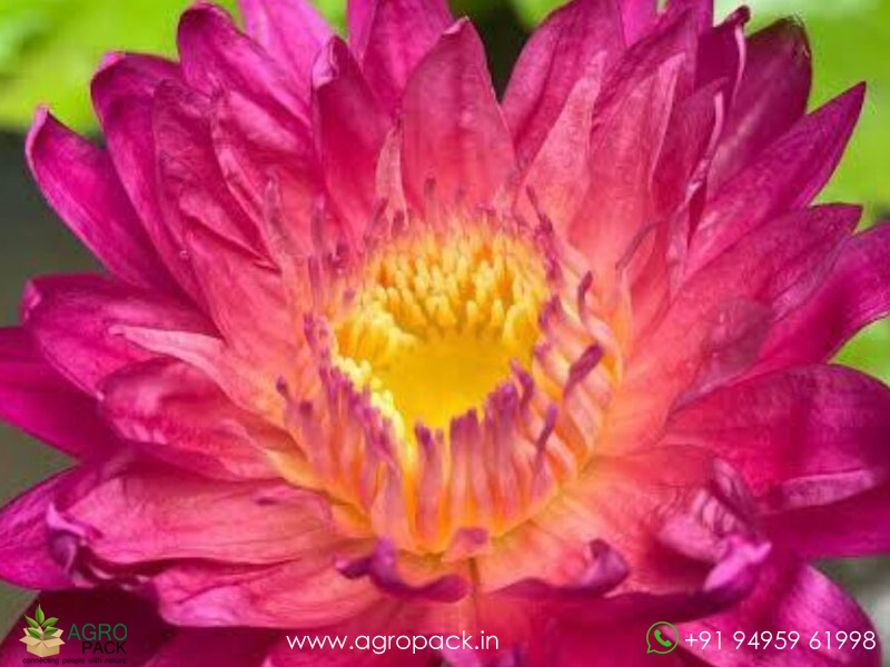 Kornchanok-Tropical-Waterlily1