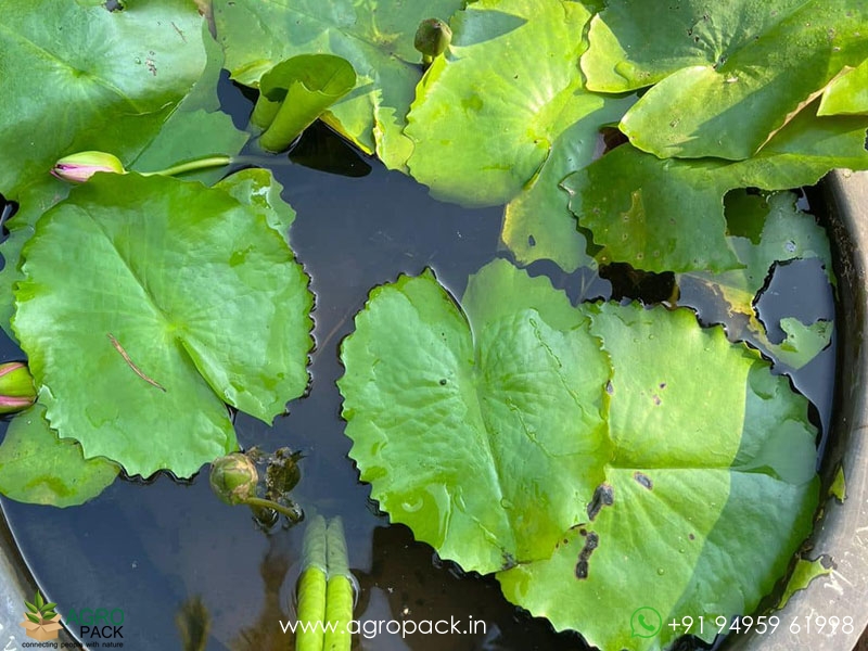 Kornchanok-Tropical-Waterlily2