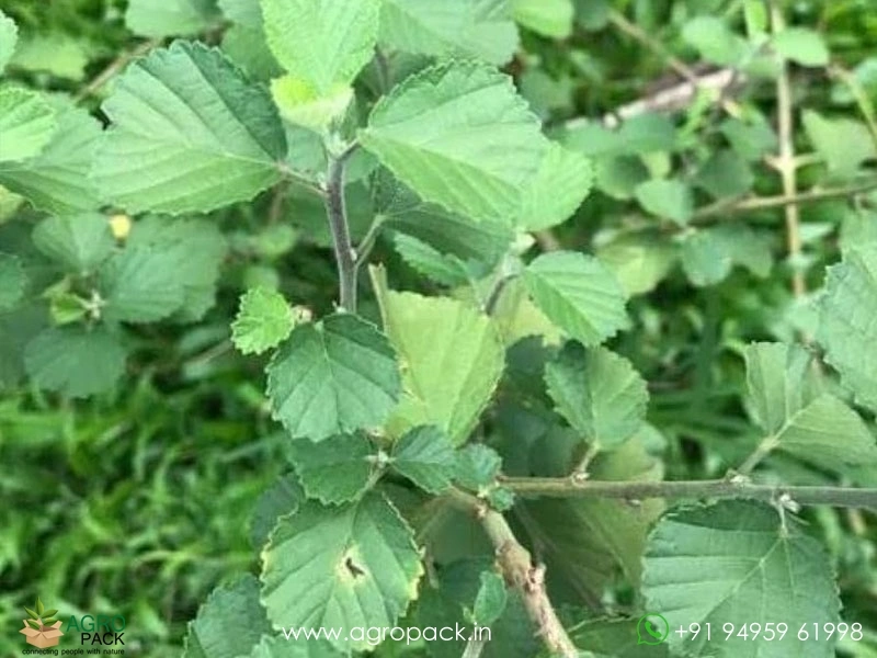 Kurunthotti-Sida-rhombifolia1