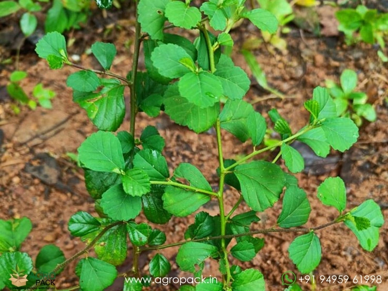 Kurunthotti-Sida-rhombifolia2