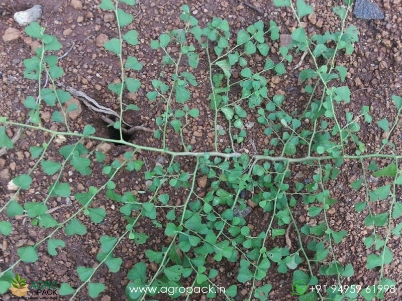 Kurunthotti-Sida-rhombifolia3