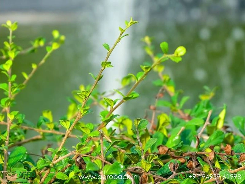 Kurunthotti-Sida-rhombifolia4
