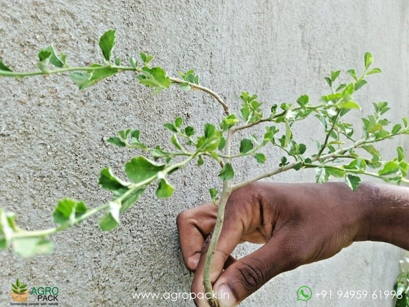 Kurunthotti-Sida-rhombifolia5