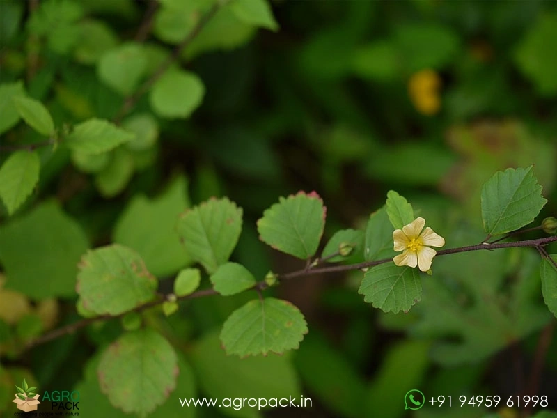 Kurunthotti-Sida-rhombifolia6