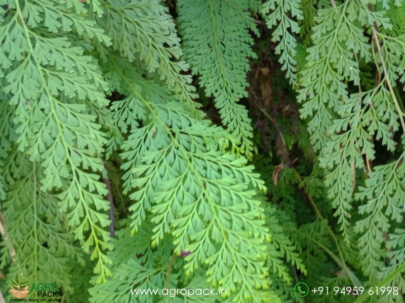 Lace-fern1