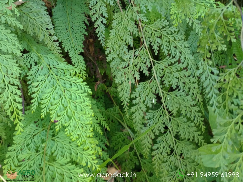 Lace-fern2
