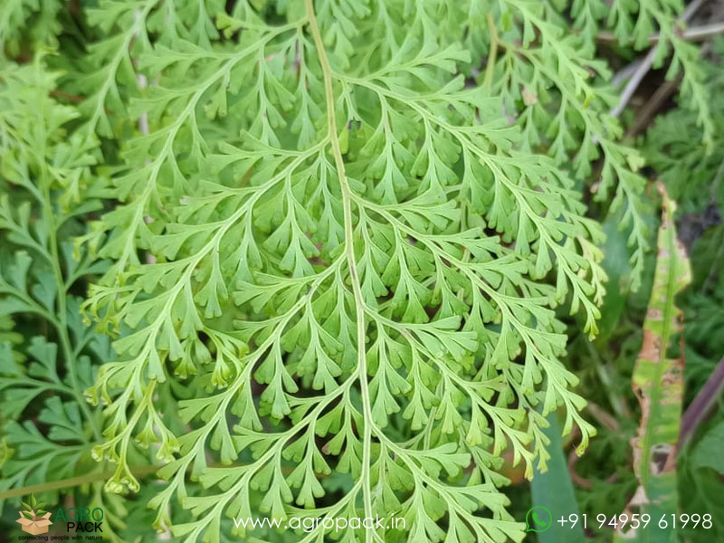 Lace-fern3