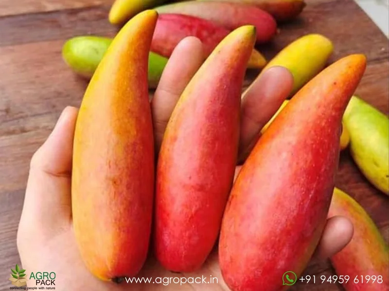 Lajiao-Chili-Mango1