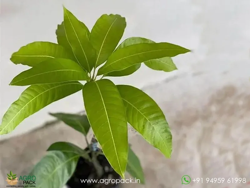 Lajiao-Chili-Mango2