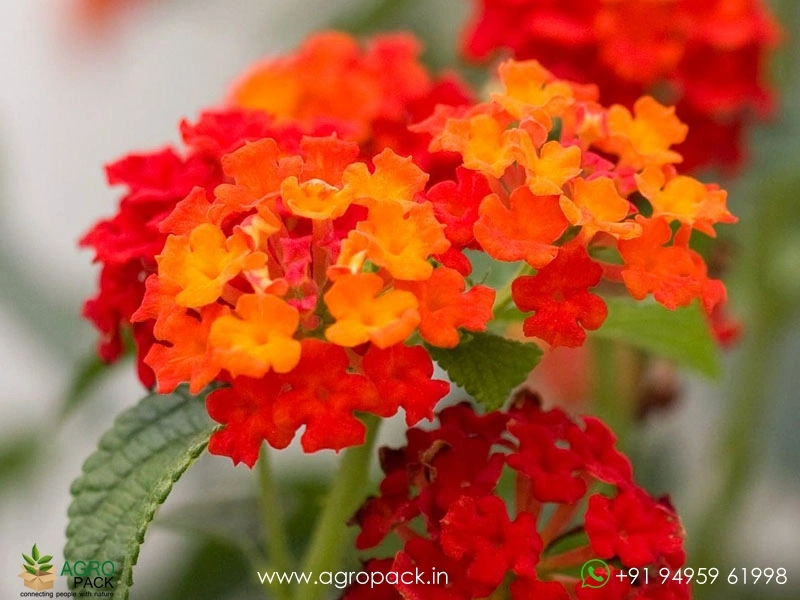 Lantana-Red1