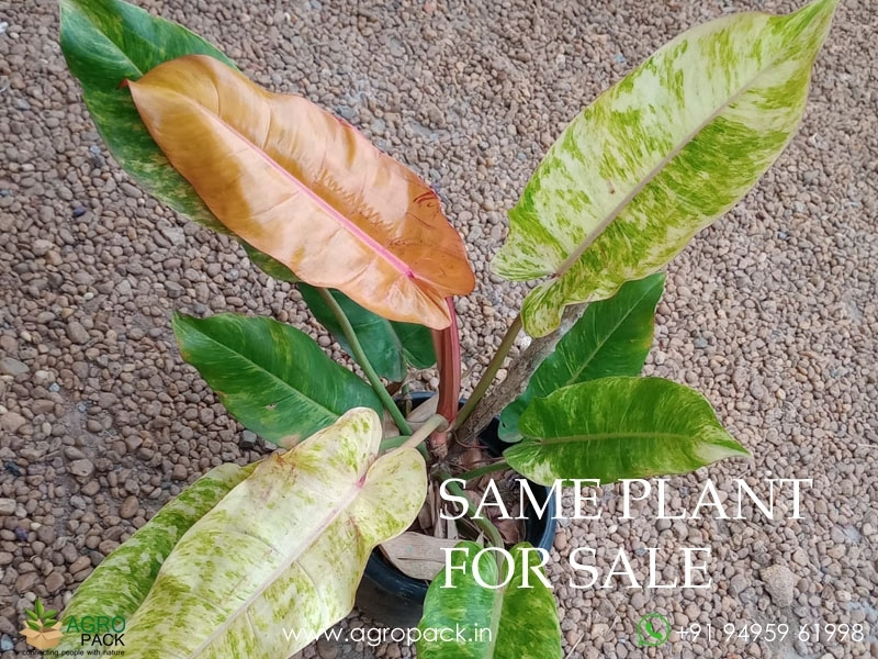 Large-philodendron-orange-marmalade1