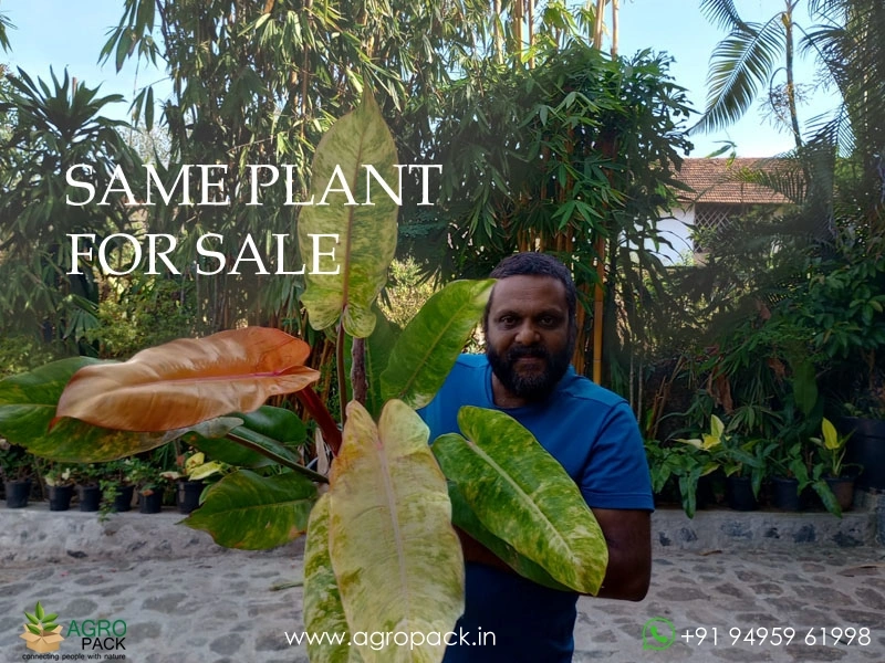 Large-philodendron-orange-marmalade2